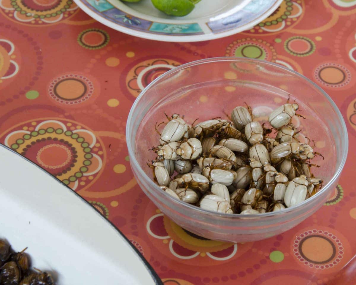 Freshly harvested white catzos, a type of edible beetle | ©Angela Drake Freshly harvested white catzos, a type of edible beetle | ©Angela Drake