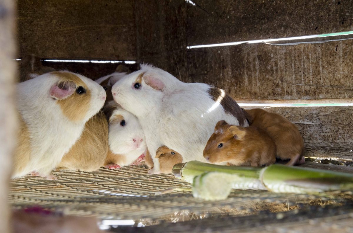 Raising Guinea Pig – Oyambarillo