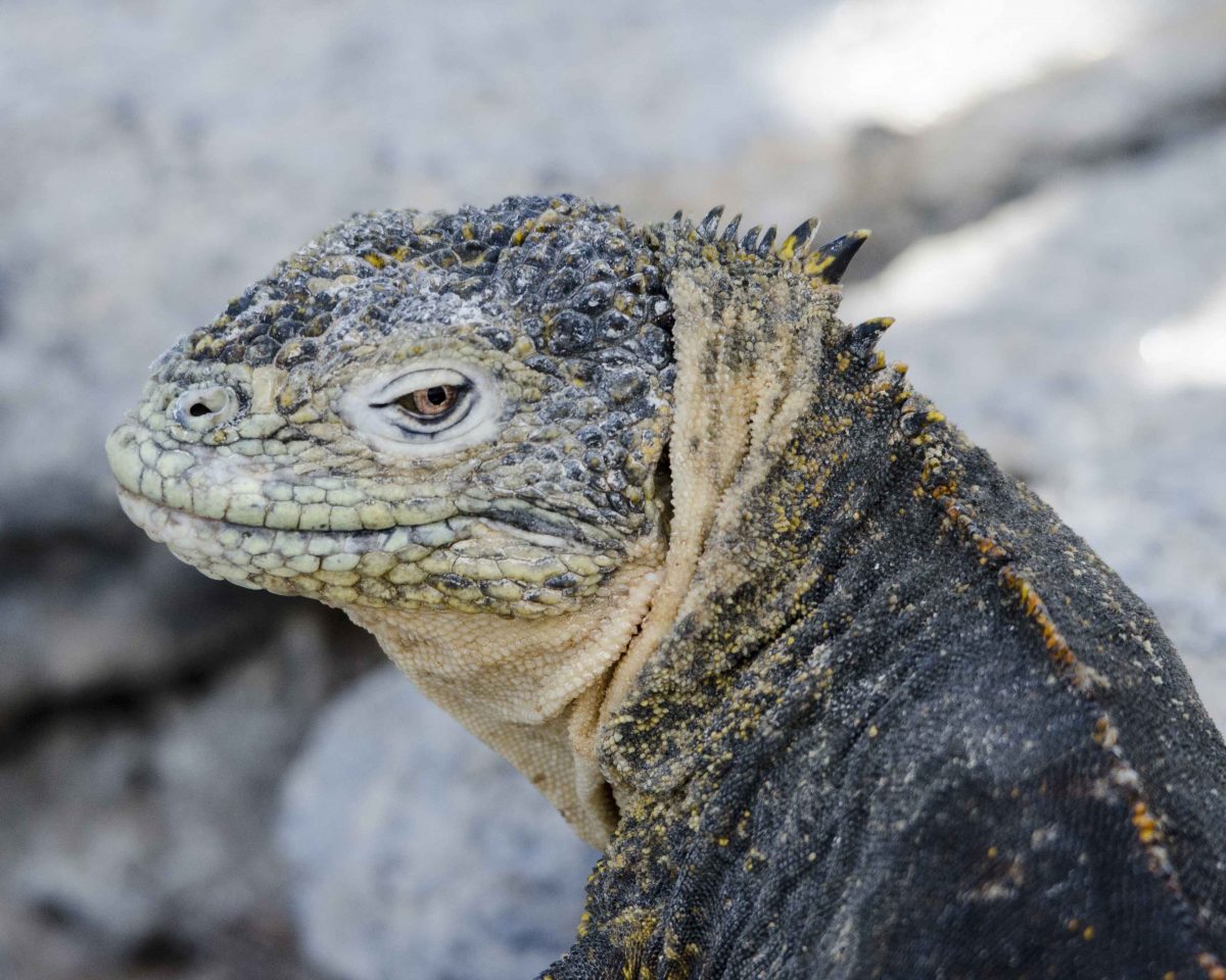 Golden Iguana Golden Iguana, South Plaza Island