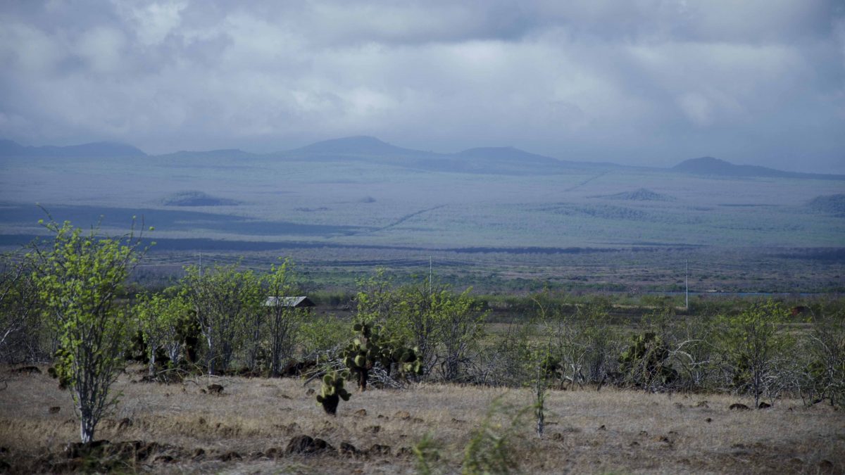 The green vegetation of Santa Cruz, the Galapagos Santa Cruz Island, the Galapagos