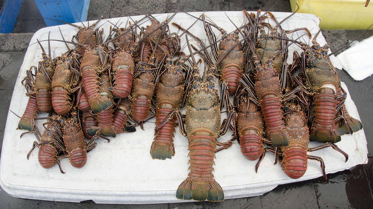 Fresh Lobster, Puerto Ayora, San Cruz Island, The Galapagos Fresh Lobster, Puerto Ayora, San Cruz Island, The Galapagos