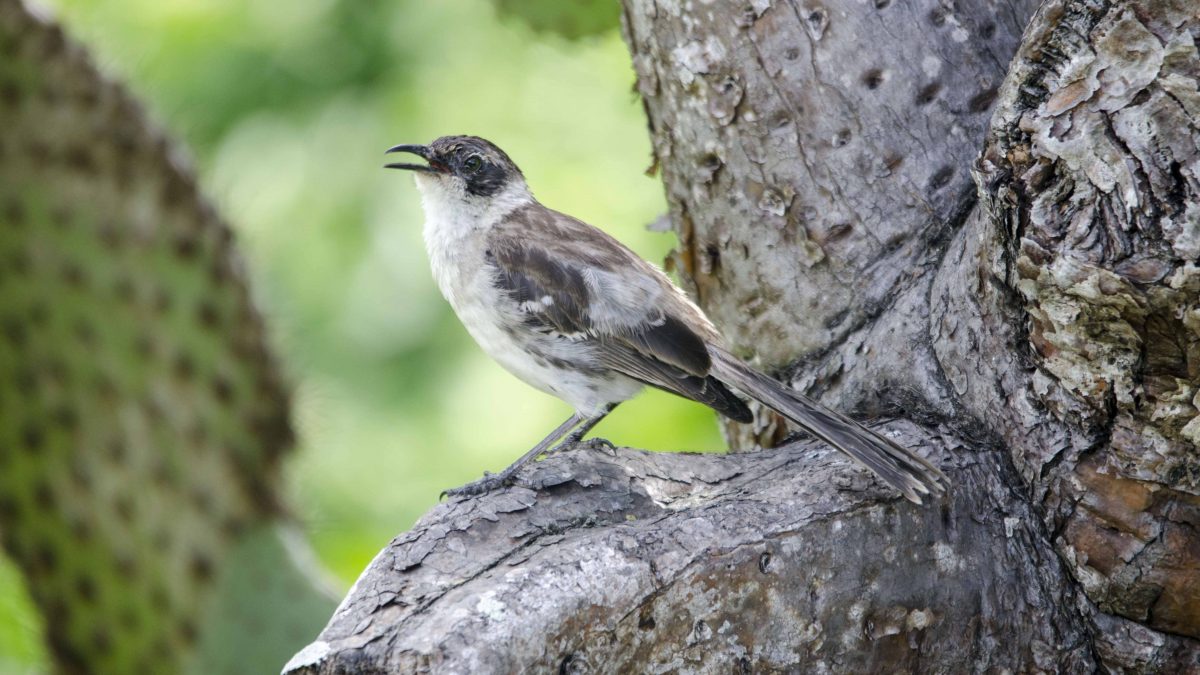 Galapagos Mockingbird, Charles Darwin Research Center, San Cruz Island, The Galapagos Galapagos Mockingbird, Charles Darwin Research Center, San Cruz Island, The Galapagos
