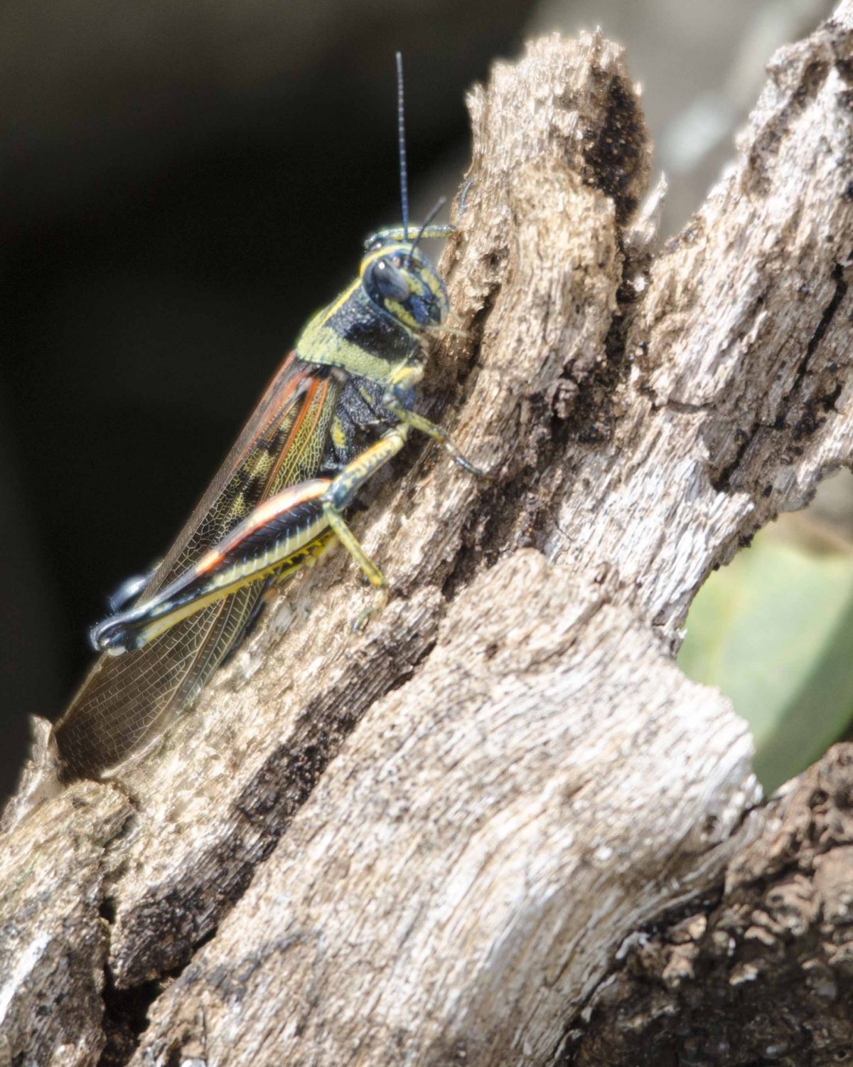 Grasshopper, Charles Darwin Research Center, San Cruz Island, The Galapagos Grasshopper, Charles Darwin Research Center, San Cruz Island, The Galapagos