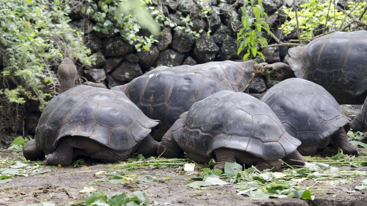 Galapagos Tortoises, Charles Darwin Research Center, San Cruz Island, The Galapagos Galapagos Tortoises, Charles Darwin Research Center, San Cruz Island, The Galapagos