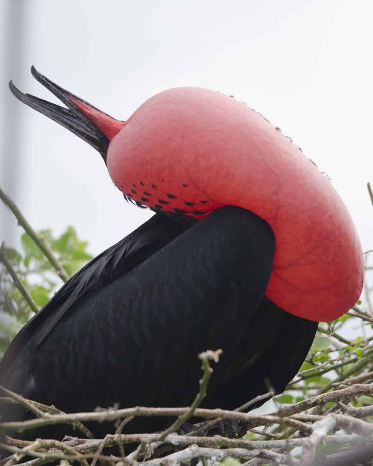 Magnificent Frigatebird Magnificent Frigatebird, San Cristobal, the Galapagos