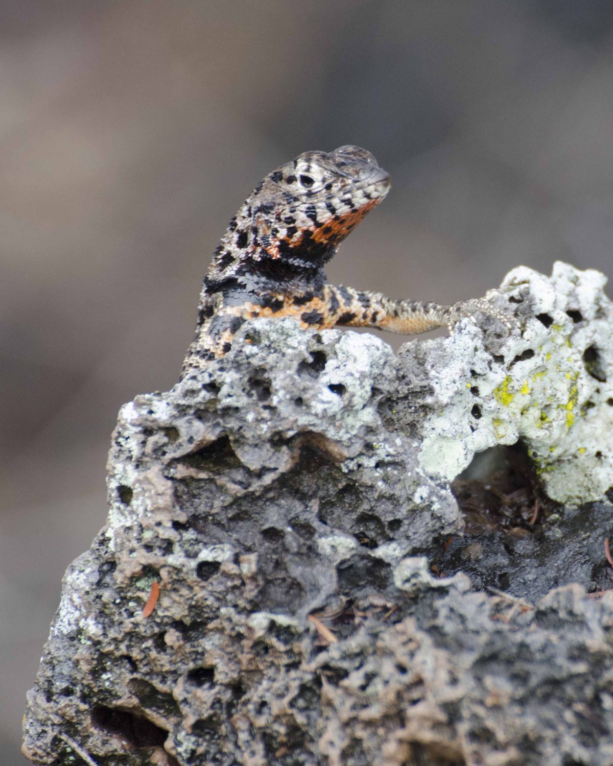 Lava Lizard, the Galapagos Lava Lizard, the Galapagos