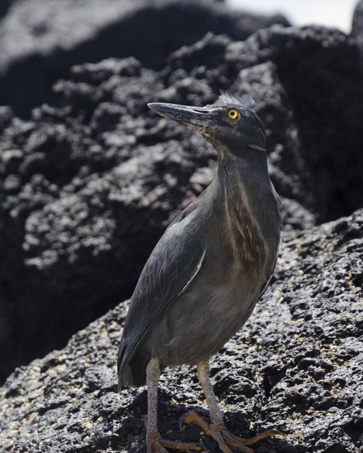 Lava Heron, Santiago Island, the Galapagos. Lava Heron, Santiago Island, the Galapagos.