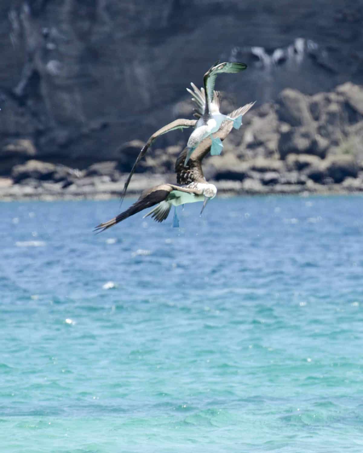Blue-footed Boobies, Santiago Island, the Galapagos. Blue-footed Boobies, Santiago Island, the Galapagos.