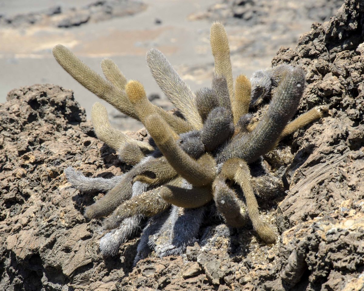 Lava Cactus, Bartolome Island, the Galapagos. Lava Cactus, Bartolome Island, the Galapagos.
