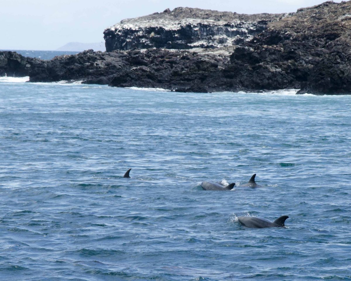 Dolphins just off the coast of Bartolome Island, the Galapagos. Dolphins just off the coast of Bartolome Island, the Galapagos.
