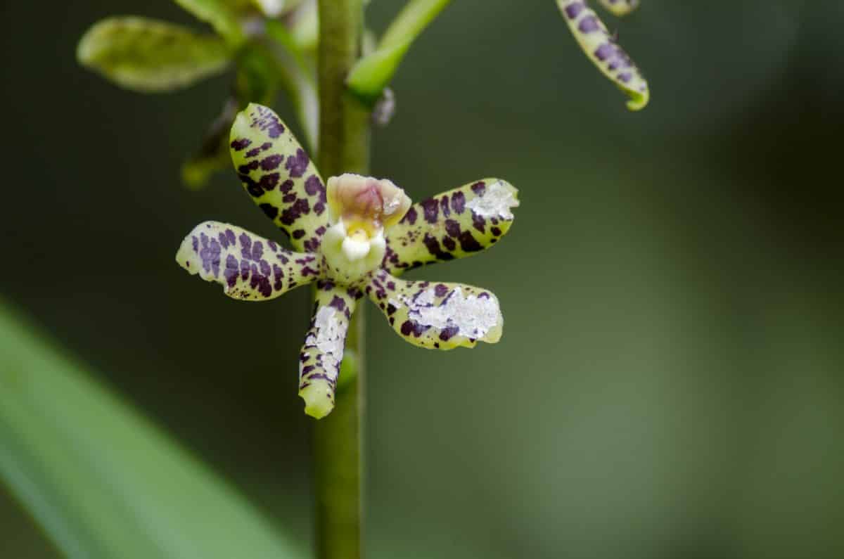 Orquidearia San Cristobal, Napo Province