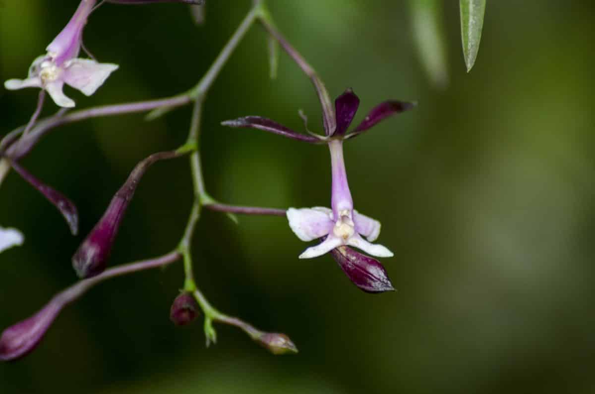 Orquidearia San Cristobal, Napo Province