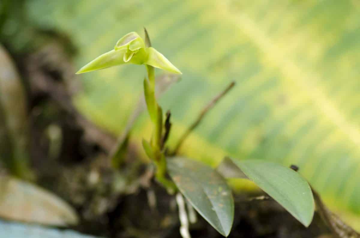 Orquidearia San Cristobal, Napo Province