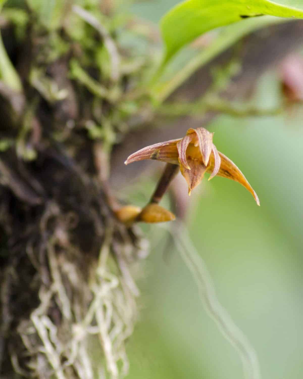 Orquidearia San Cristobal, Napo Province