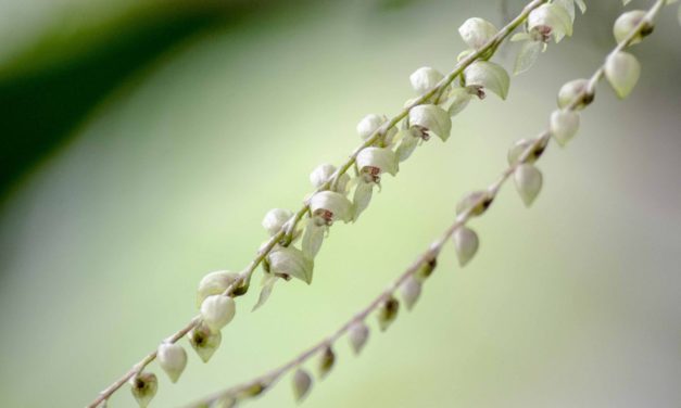 Best Orchids in Napo Province