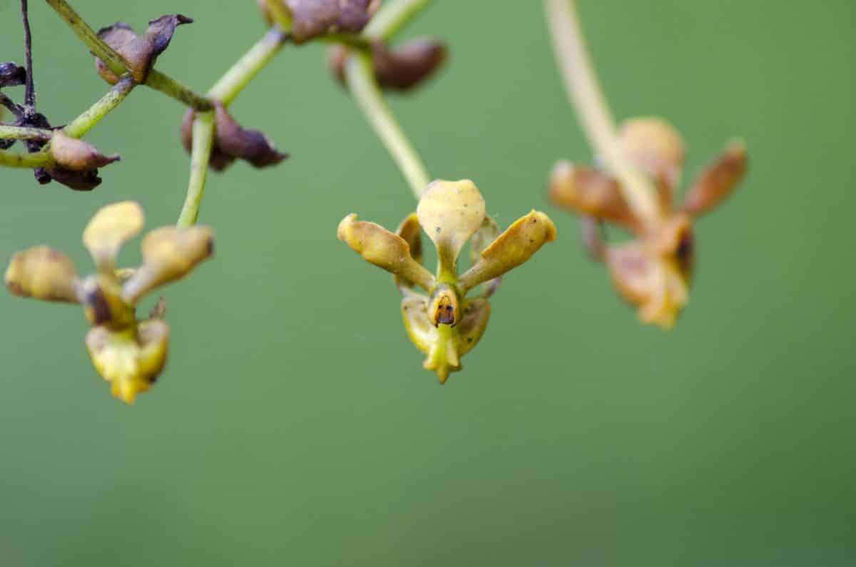 Orquidearia San Cristobal, Napo Province