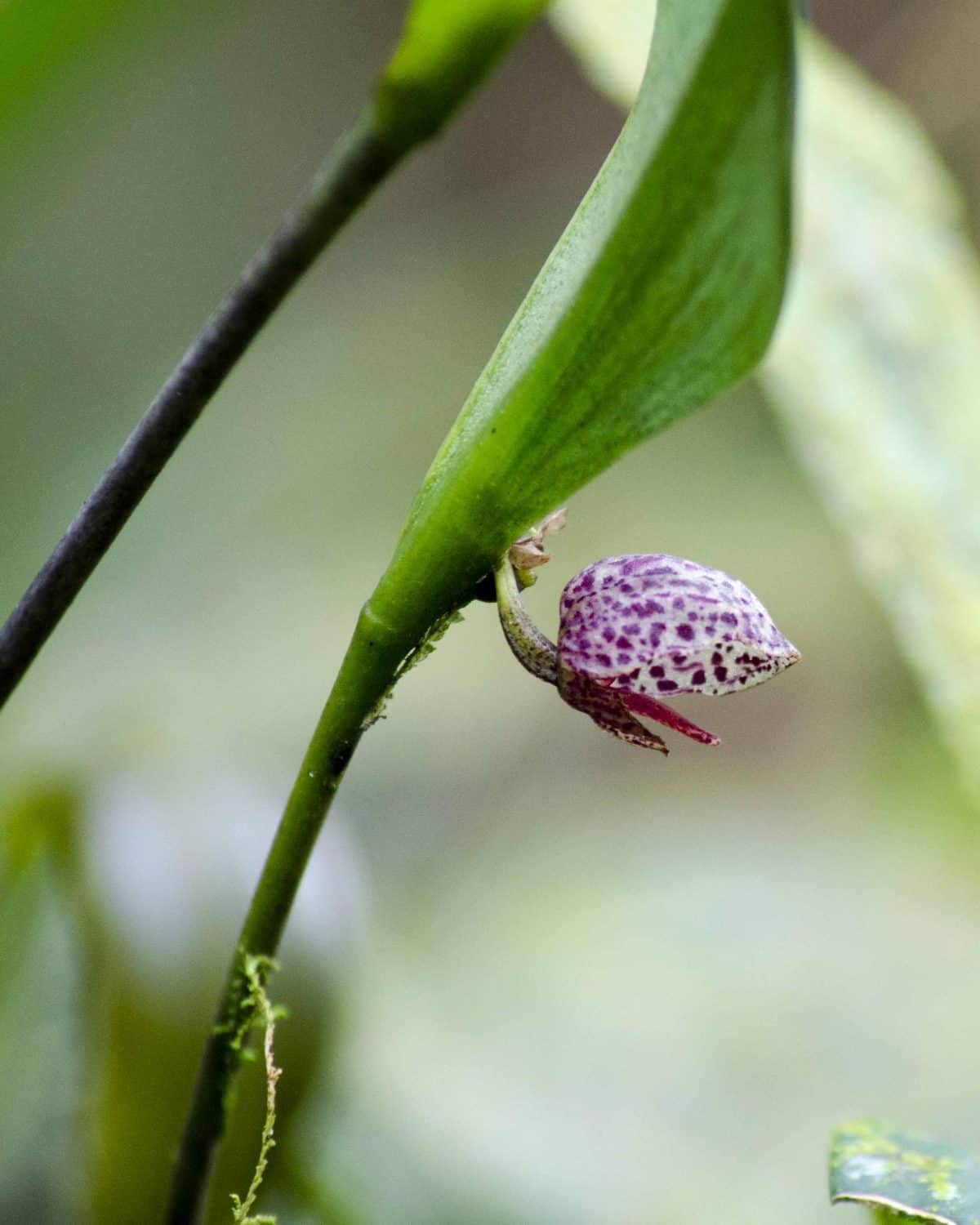 Orquidearia San Cristobal, Napo Province