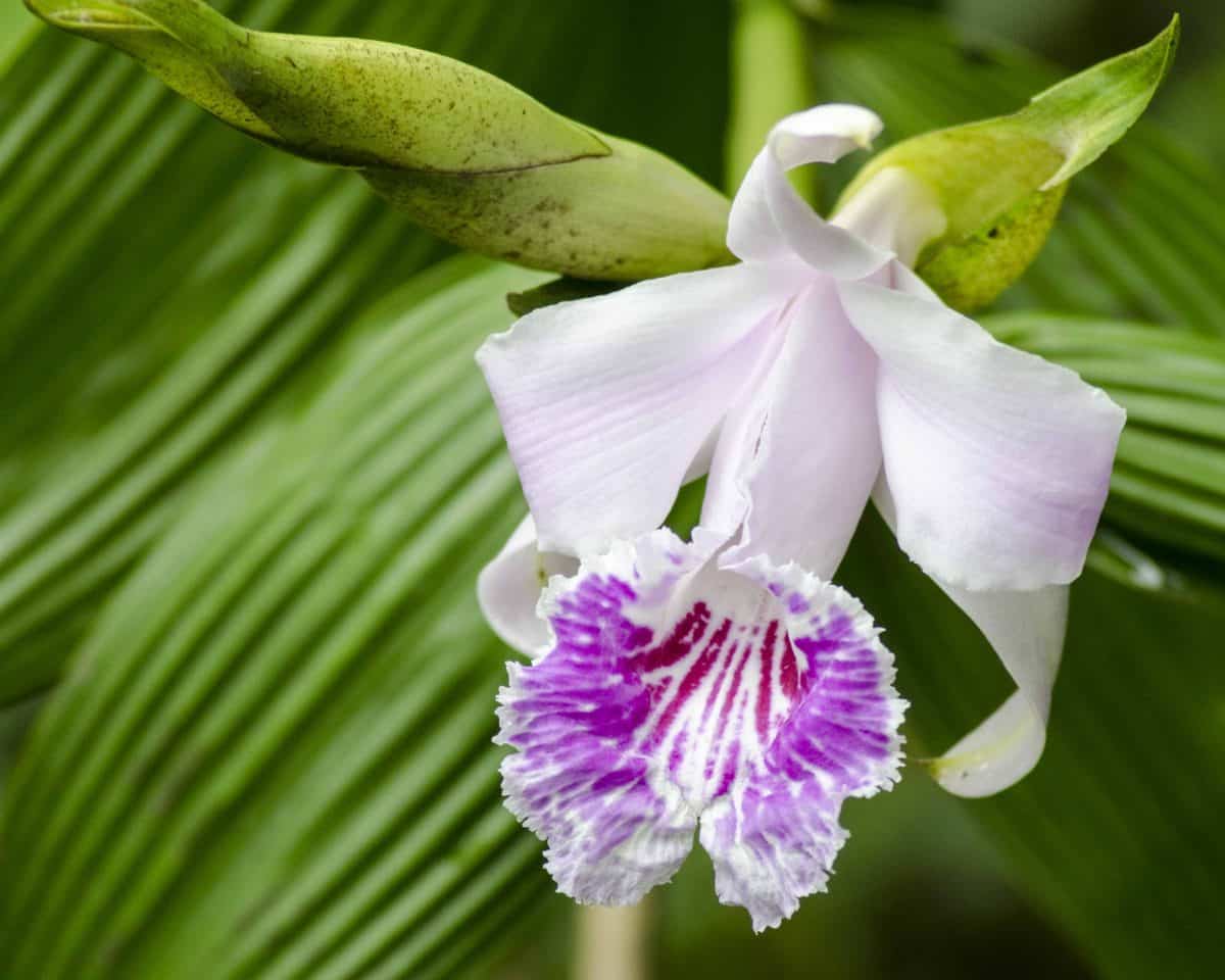 Orquidearia San Cristobal, Napo Province