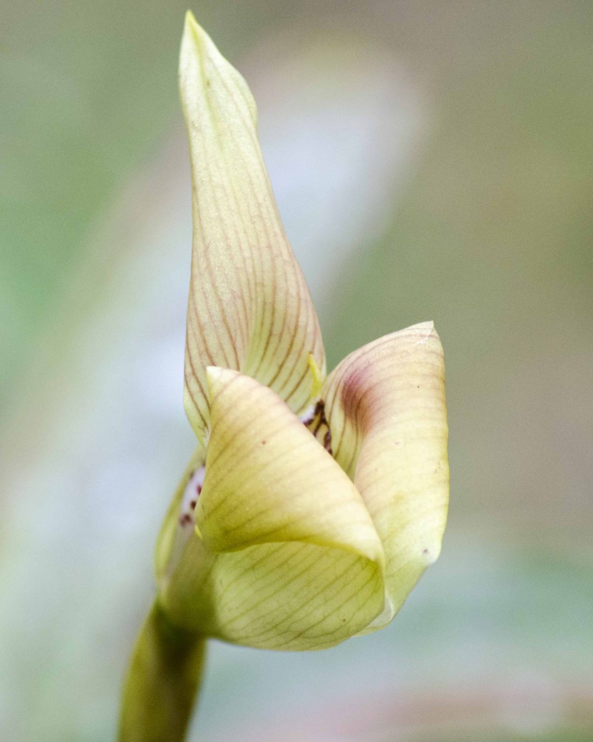 Orquidearia San Cristobal, Napo Province