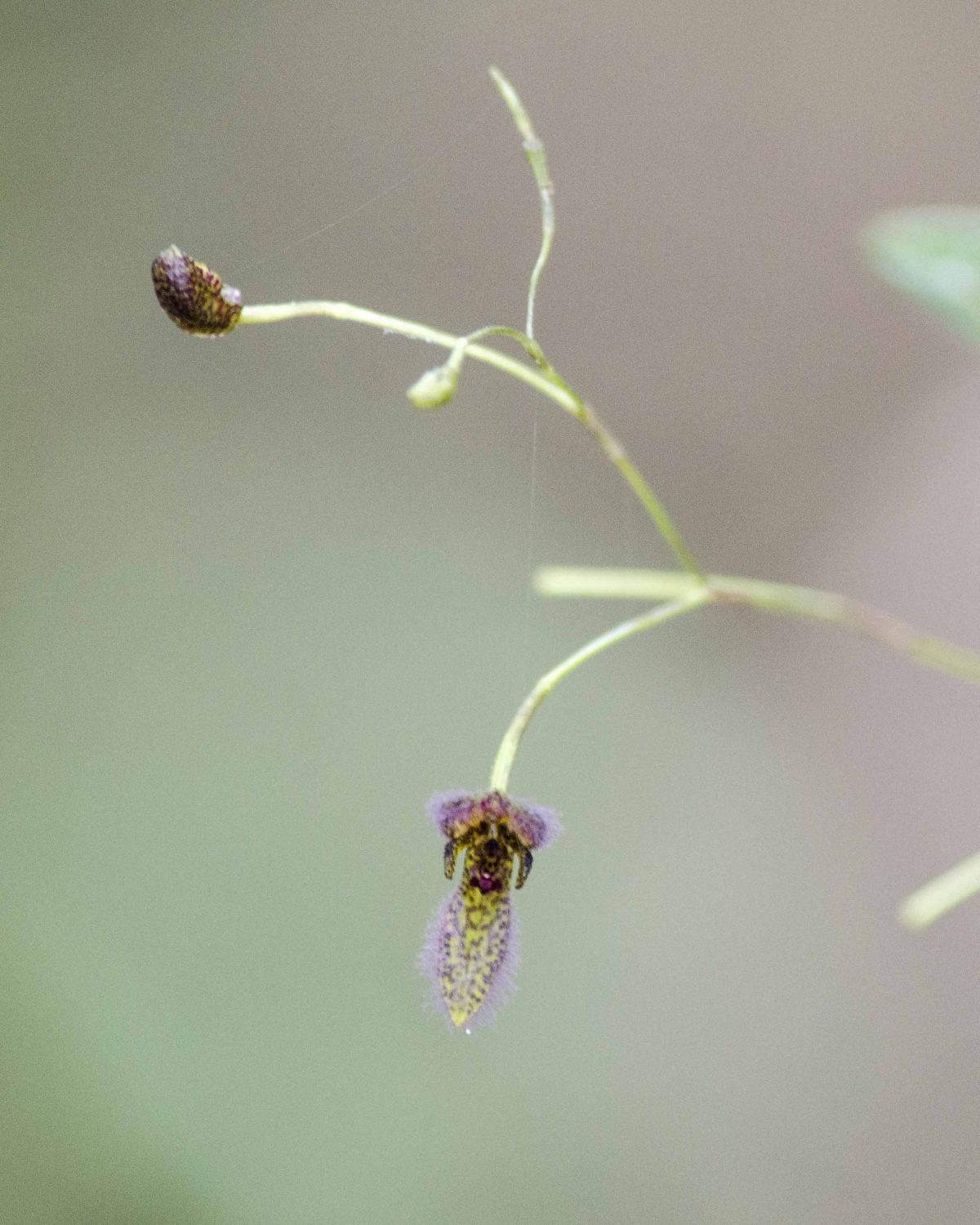 Orquidearia San Cristobal, Napo Province
