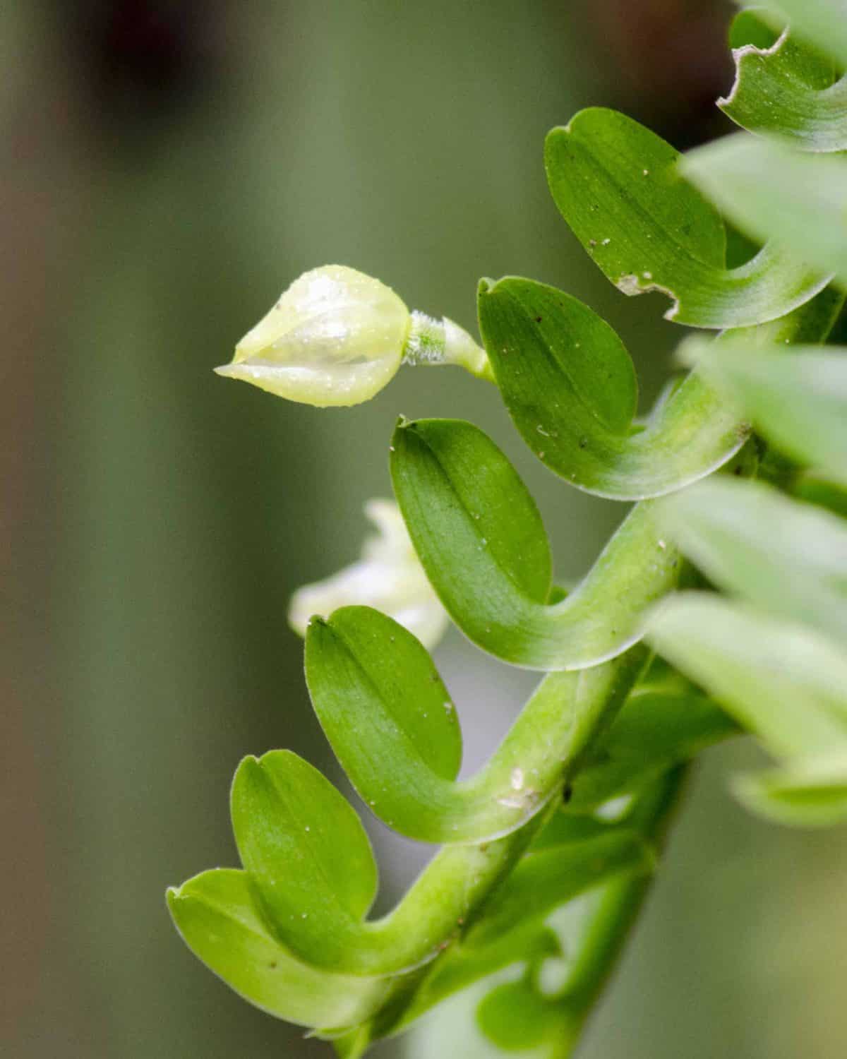 Orquidearia San Cristobal, Napo Province