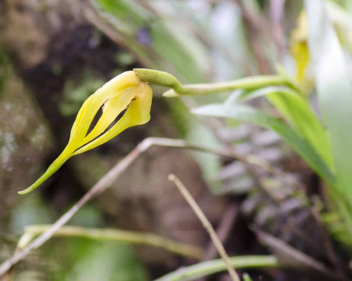 Orquidearia San Cristobal, Napo Province
