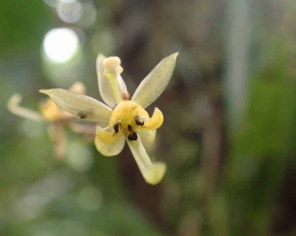 Orquidearia San Cristobal, Napo Province