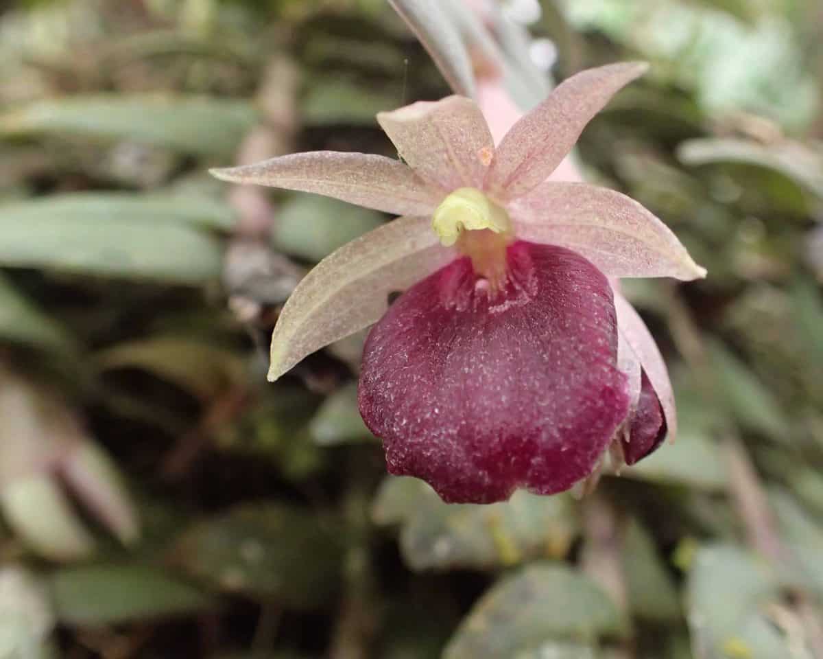 Orquidearia San Cristobal, Napo Province