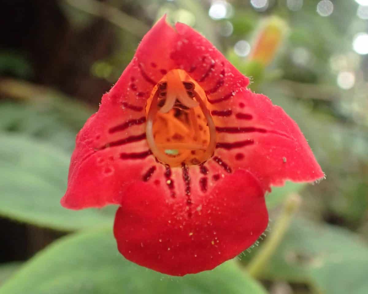Orquidearia San Cristobal, Napo Province