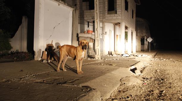 Ecuador’s Dogs – Rescued and Rescuers