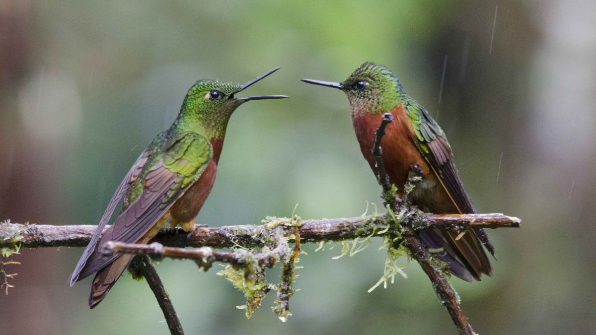 Chestnut-breasted Coronets, Cabañas San Isidro | ©Angela Drake Chestnut-breasted Coronets, Cabañas San Isidro | ©Angela Drake