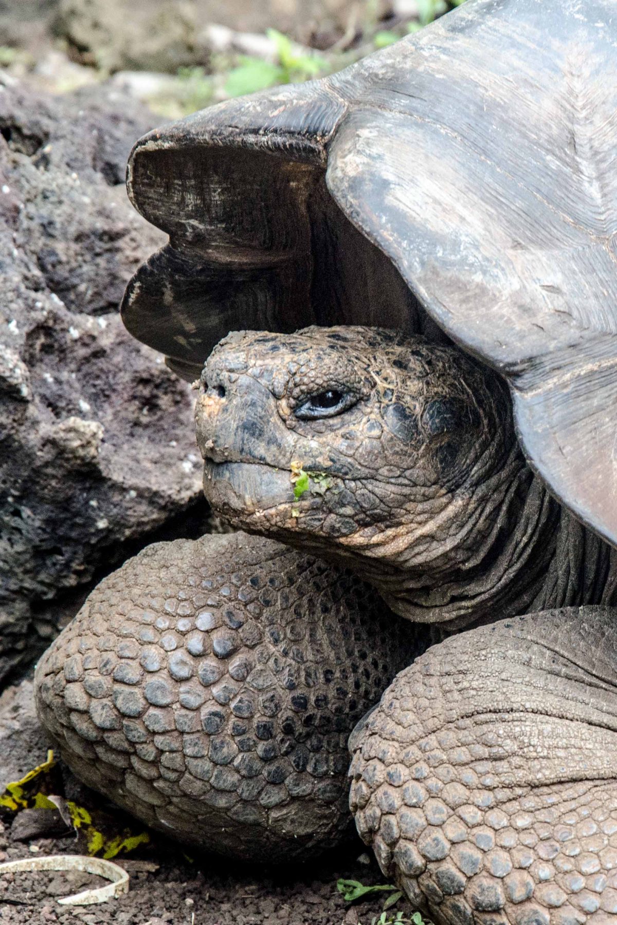 California Sea Lion at Puerto Baquerizo Moreno, San Cristobal, the Galapagos Galapagos Land Based Tour, Sea Lion