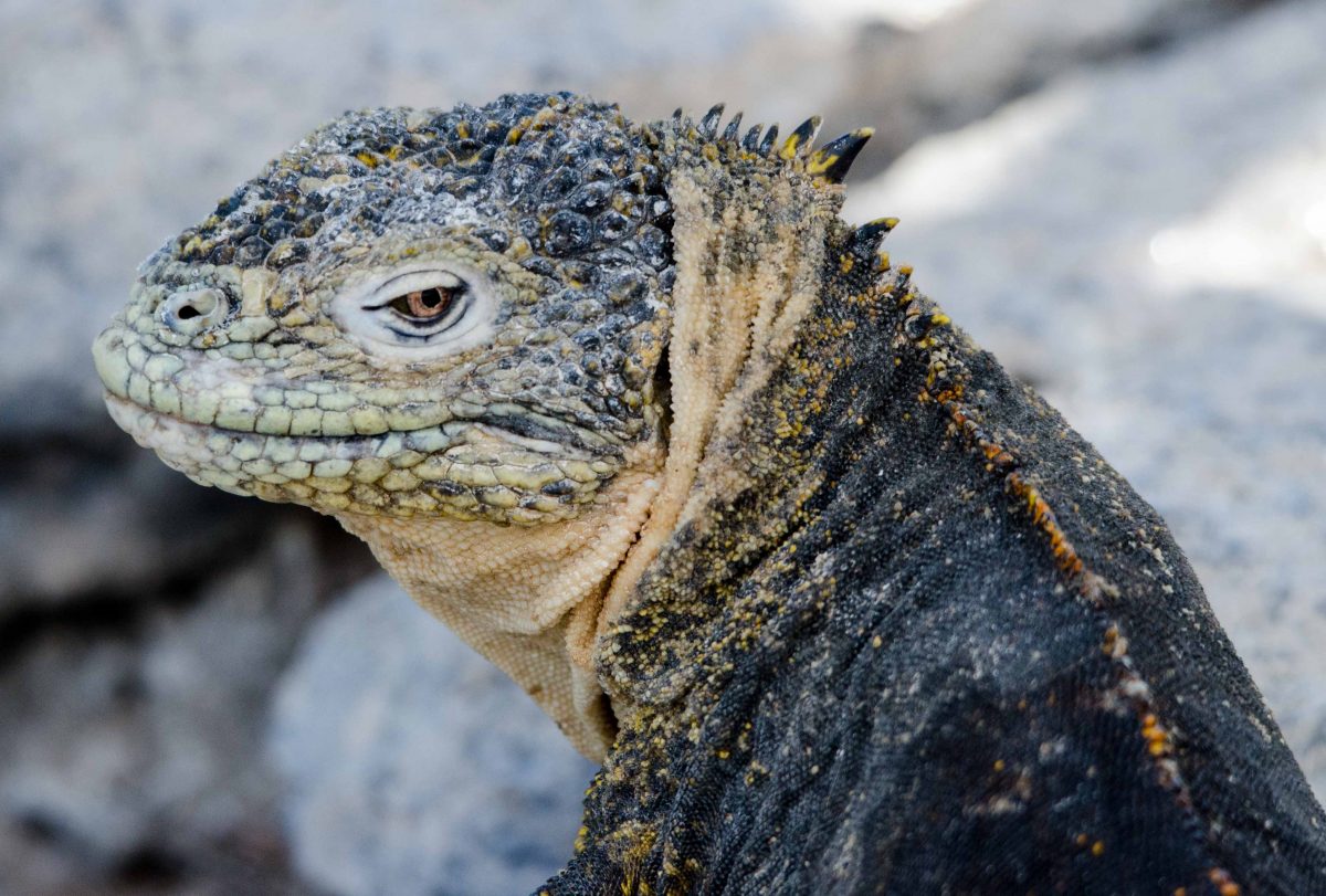 Best Shots from Santa Cruz Island, the Galapagos