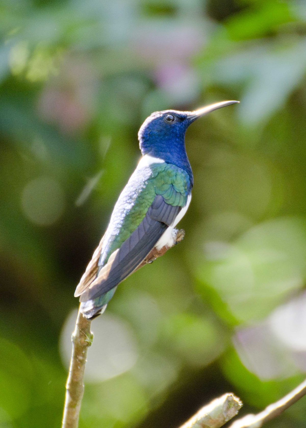 White-necked Jacobin hummingbird | ©Angela Drake White-necked Jacobin hummingbird | ©Angela Drake