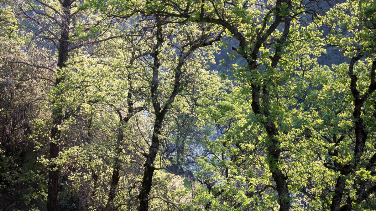 California Oak - Buttermilk Bend Hiking Trail