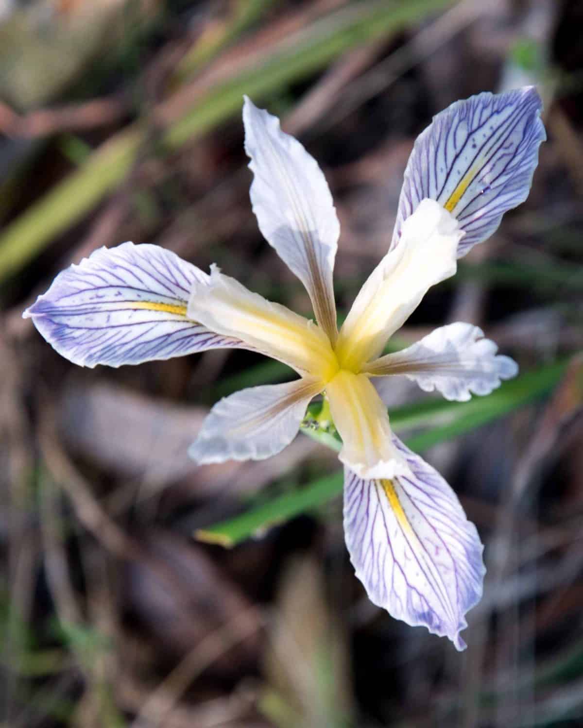 Douglas Iris in full bloom along the Buttermilk Bend hiking trail