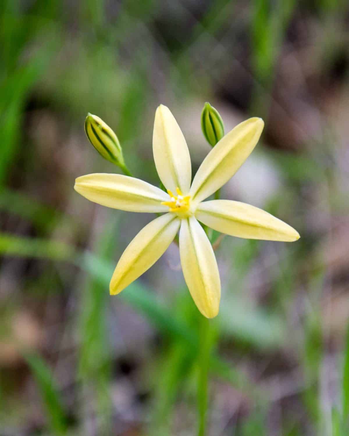 Pretty Girl wildflower along the Buttermilk Bend hiking trail.