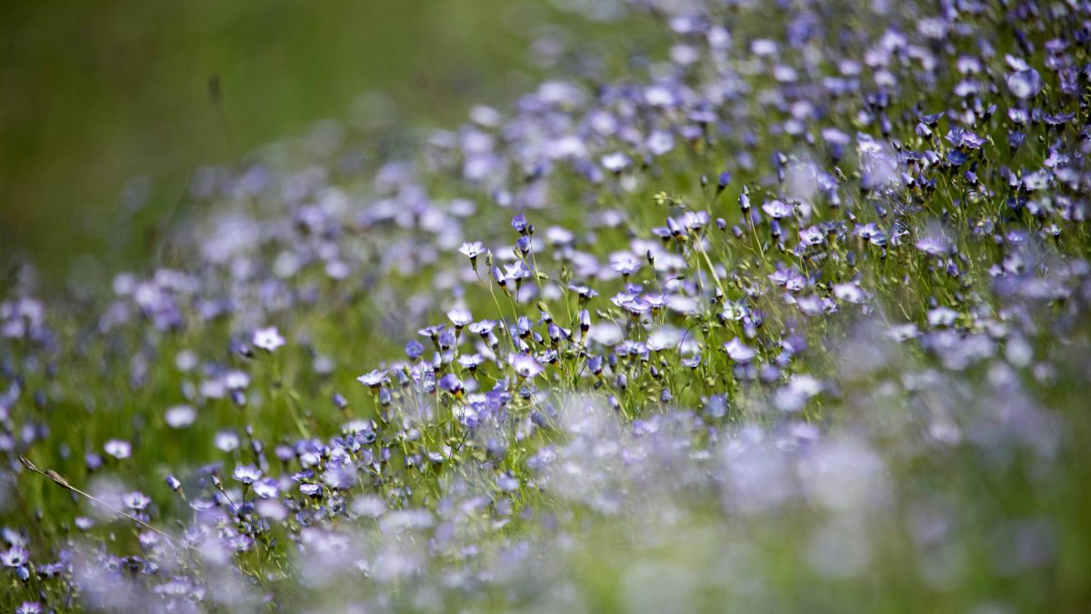 Bird's Eye Gilia - Buttermilk Bend