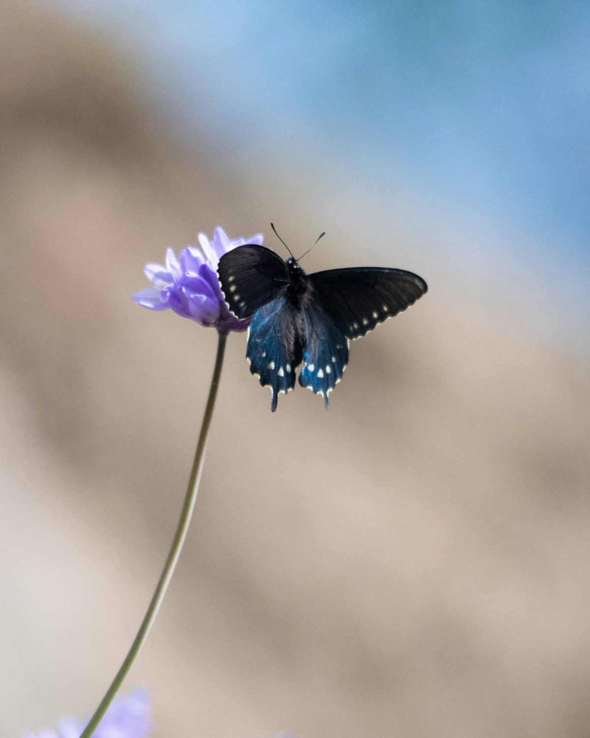 Pipe Vine Swallowtail butterfly on wild hyacinth at Buttermilk Bend