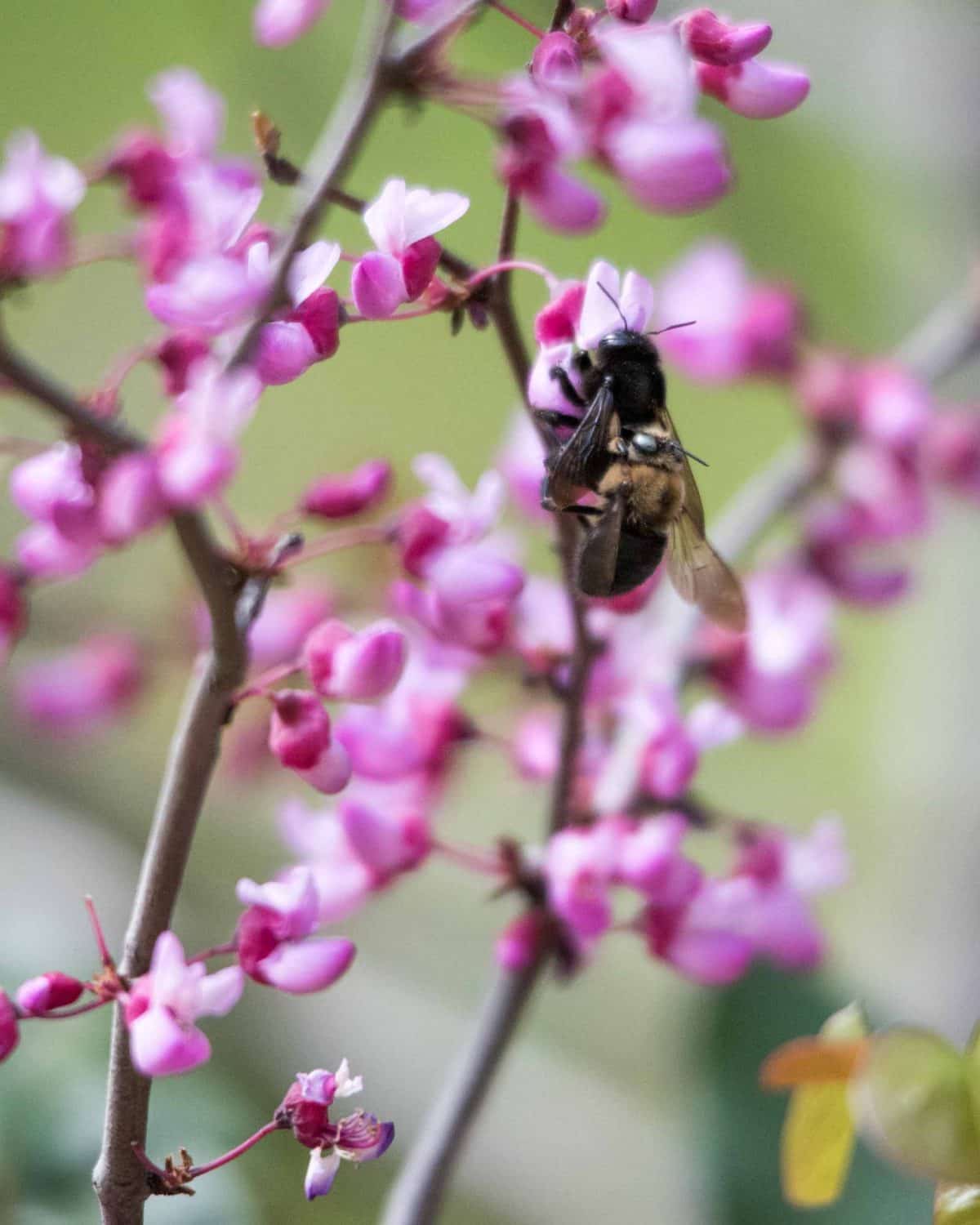 A honey bee sips nectar from a blooming red bud