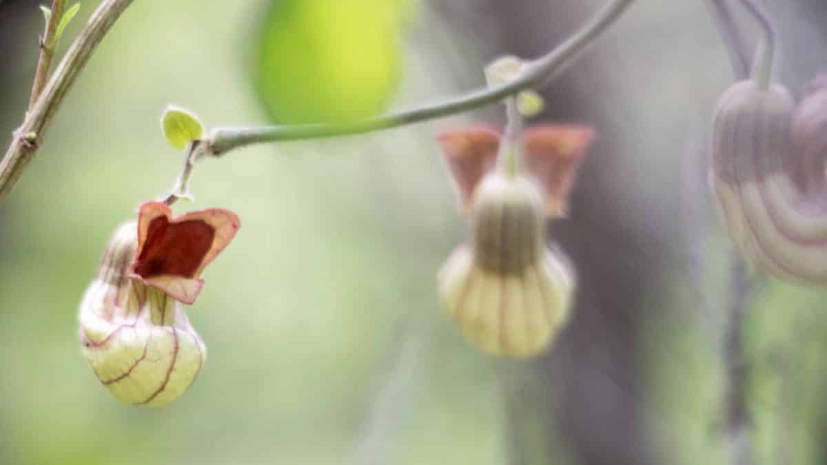 Flowering Pipe Vine along the Buttermilk Bend Hiking Trail