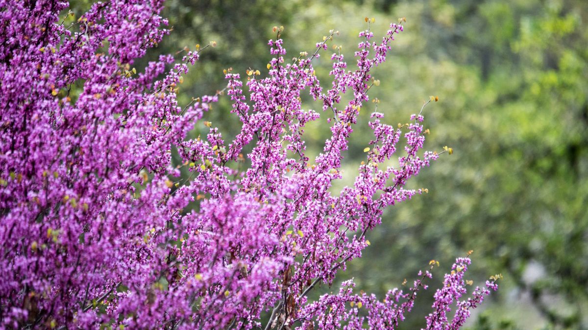 Red Bud in full bloom along the Buttermilk Bend Hiking Trail