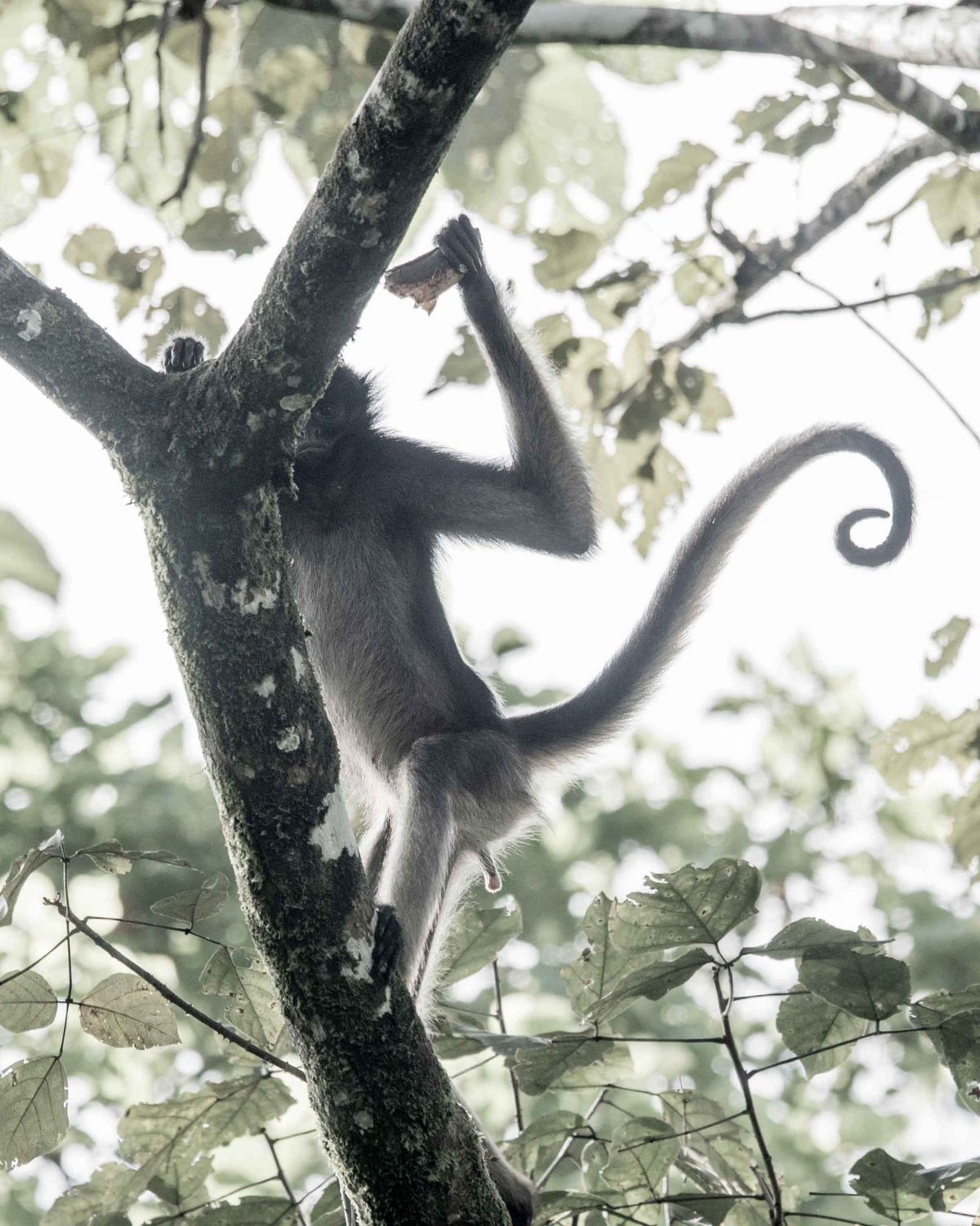 Spider Monkey, Laguna Paikawe Spider Monkey, Laguna Paikawe, Misahuallí