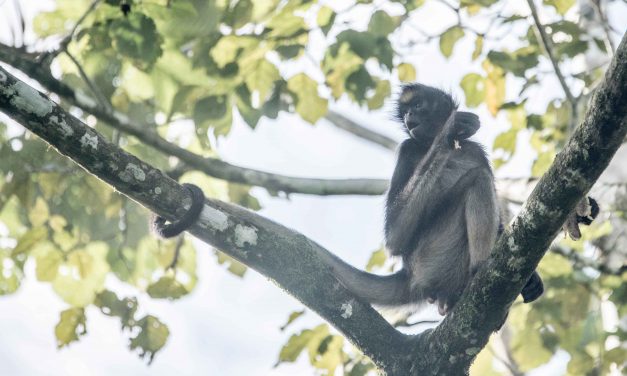 Laguna Paikawe: Wildlife Near Tena