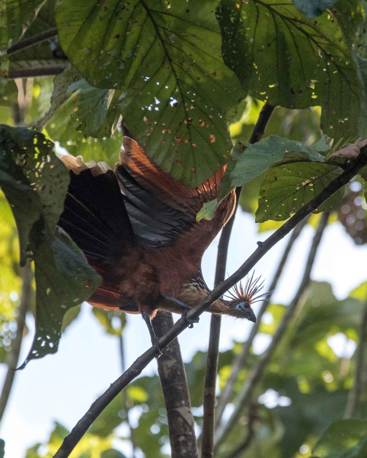Hoatzin, Misahuallí Wildlife Center Hoatzin, Misahuallí, Ecuador