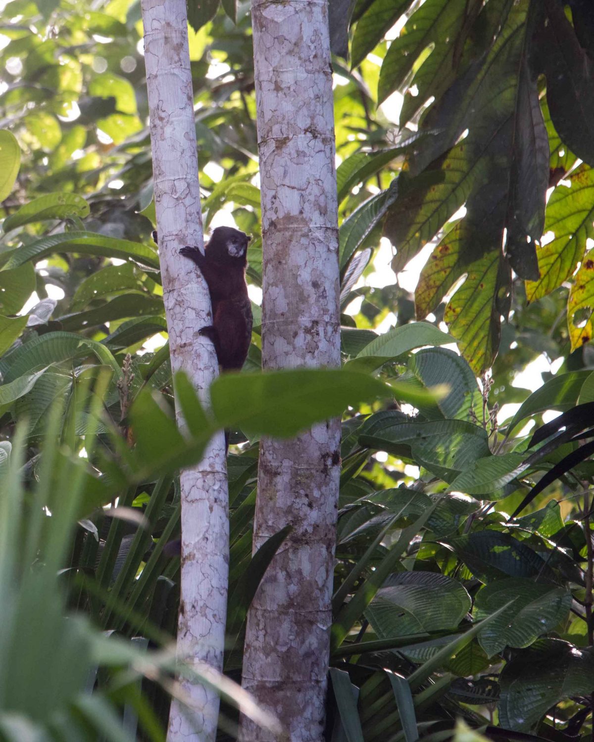 Tamarin, Misahuallí Wildlife Center Tamarin, Misahuallí, Ecuador