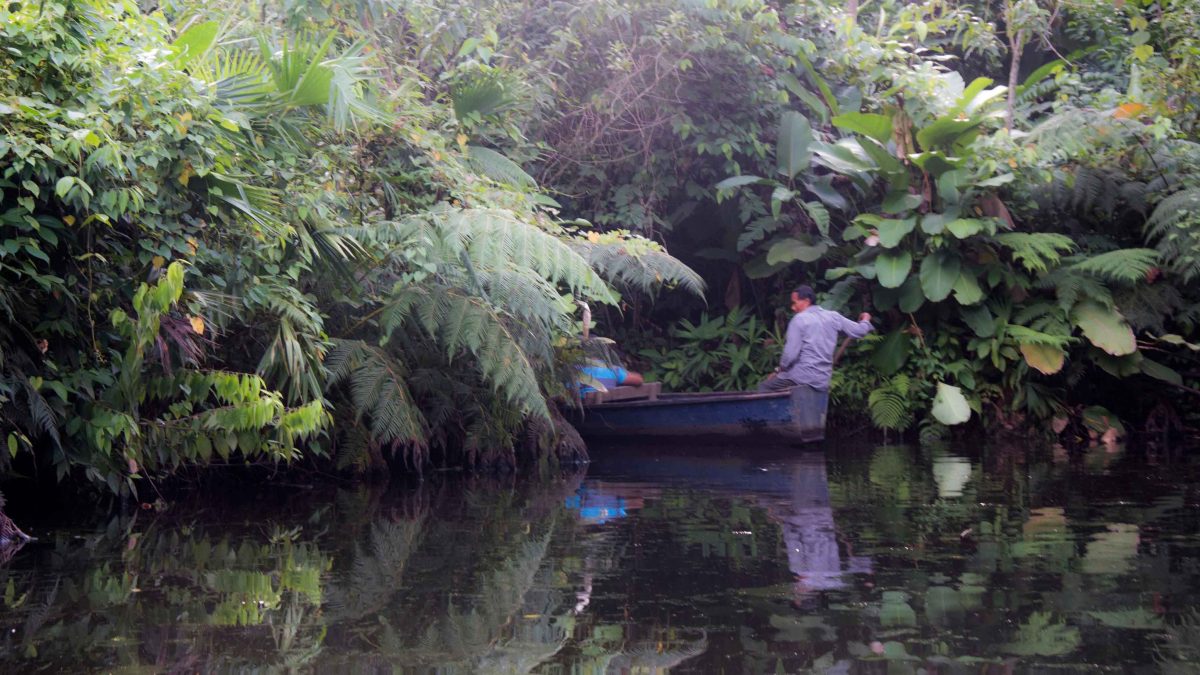 Laguna Paikawe, Misahuallí Wildlife Center Laguna Paikawe, Misahuallí Wildlife Center