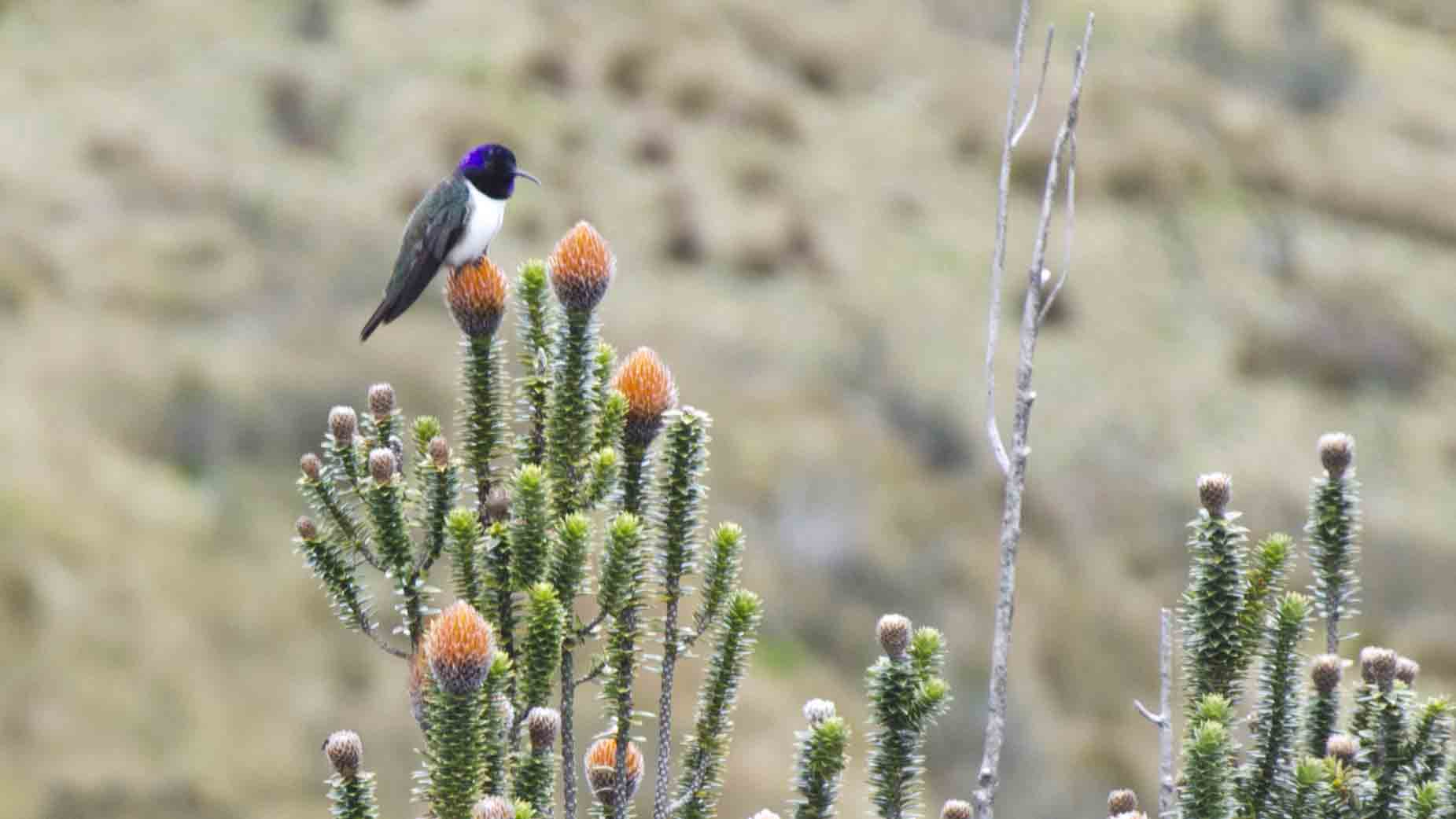 Ecuadorian Hillstar Hummingbird, Hiking Pichincha, Quito, Ecuador Ecuadorian Hillstar Hummingbird, Hiking Pichincha, Quito, Ecuador