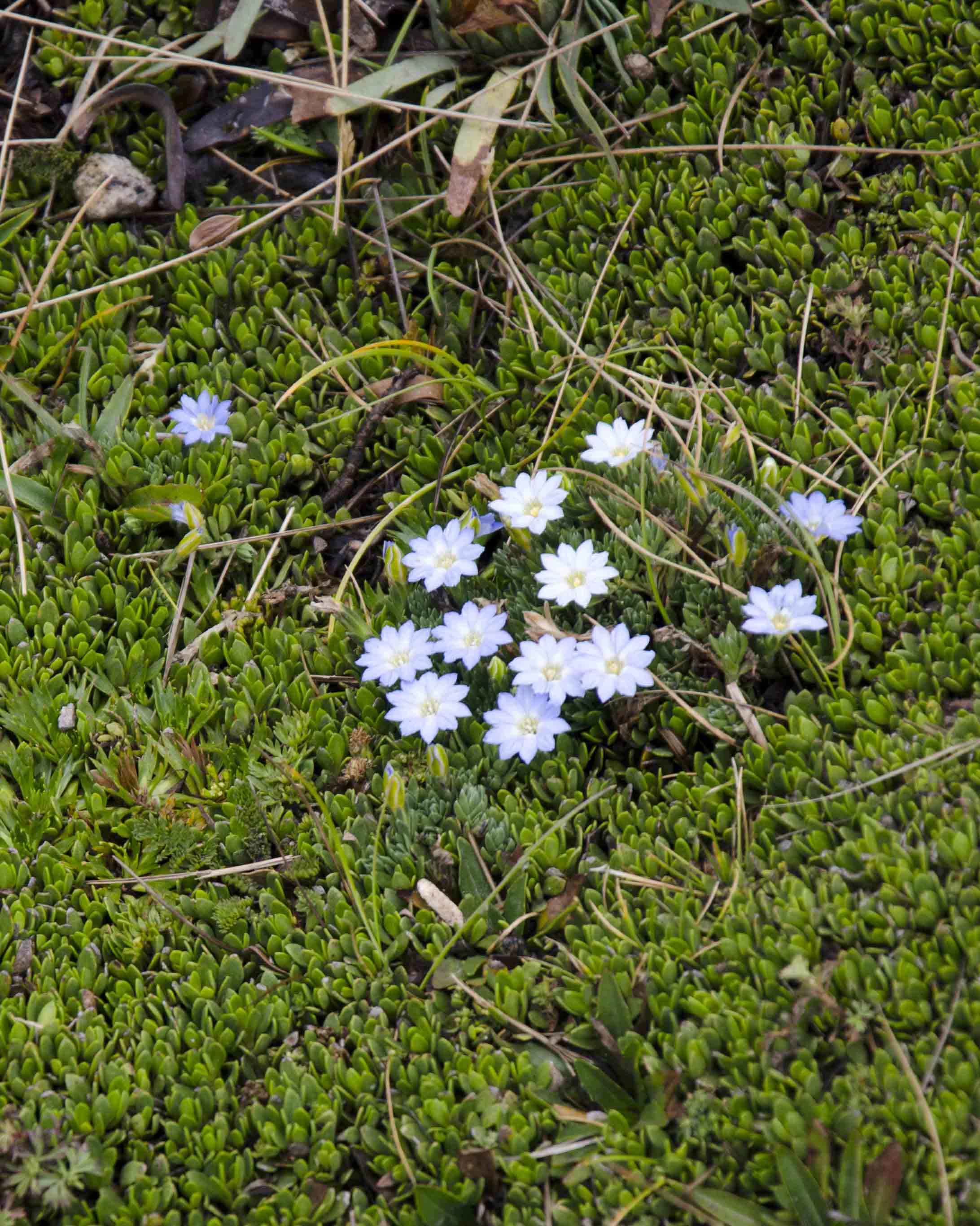 Small Flowers, Hiking Pichincha, Quito, Ecuador Small Flowers, Hiking Pichincha, Quito, Ecuador