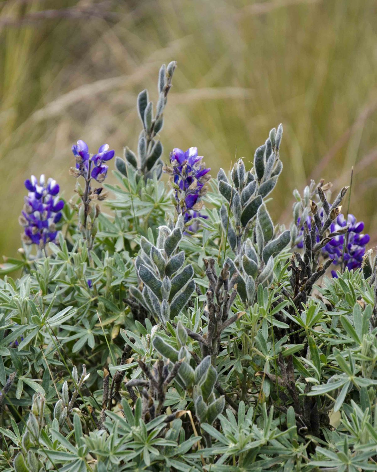 Lupine, Hiking Pichincha, Quito, Ecuador Lupine, Hiking Pichincha, Quito, Ecuador